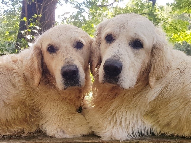 Wir sind die Schulhunde „Louie“ (10) und „Amigo“ (4)!                                                                                                    Wir sind zwei Golden Retriever.